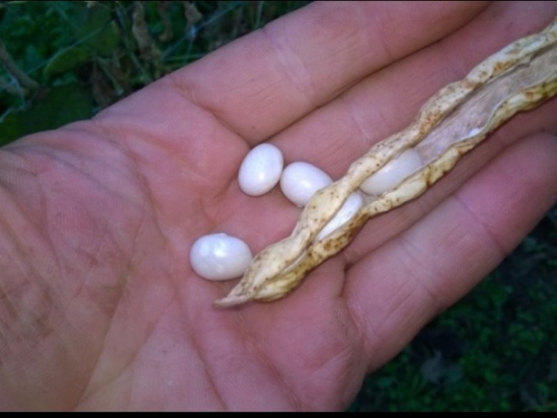 I fagioli “della Regina” (Oreste&nbsp;Mottola)