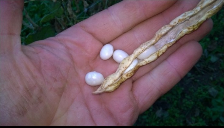 I fagioli “della Regina” (Oreste&nbsp;Mottola)